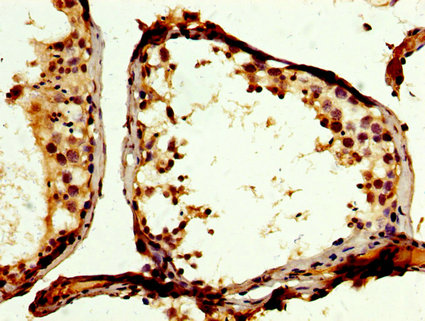 PTP-PEST / PTPN12 Antibody - Immunohistochemistry image at a dilution of 1:200 and staining in paraffin-embedded human testis tissue performed on a Leica BondTM system. After dewaxing and hydration, antigen retrieval was mediated by high pressure in a citrate buffer (pH 6.0) . Section was blocked with 10% normal goat serum 30min at RT. Then primary antibody (1% BSA) was incubated at 4 °C overnight. The primary is detected by a biotinylated secondary antibody and visualized using an HRP conjugated SP system.