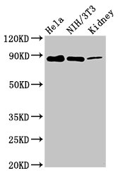 PTP-PEST / PTPN12 Antibody - Positive Western Blot detected in Hela whole cell lysate, NIH/3T3 whole cell lysate, Rat kidney tissue. All lanes: PTPN12 antibody at 7.4 µg/ml Secondary Goat polyclonal to rabbit IgG at 1/50000 dilution. Predicted band size: 89, 73, 75 KDa. Observed band size: 89 KDa