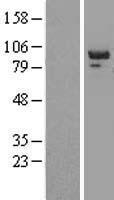 PTP-PEST / PTPN12 Protein - Western validation with an anti-DDK antibody * L: Control HEK293 lysate R: Over-expression lysate
