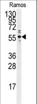 PTP1B Antibody - Western blot of anti-PTP1B Antibody in Ramos cell line lysates (35 ug/lane). PTP1B (arrow) was detected using the purified antibody.