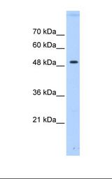 PTP1B Antibody - Transfected 293T cell lysate. Antibody concentration: 0.5 ug/ml. Gel concentration: 12%.  This image was taken for the unconjugated form of this product. Other forms have not been tested.
