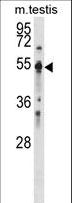 PTP1B Antibody - PTPN1 Antibody western blot of mouse testis tissue lysates (35 ug/lane). The PTPN1 antibody detected the PTPN1 protein (arrow).
