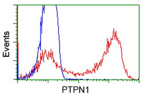 PTP1B Antibody - HEK293T cells transfected with either overexpress plasmid (Red) or empty vector control plasmid (Blue) were immunostained by anti-PTPN1 antibody, and then analyzed by flow cytometry.