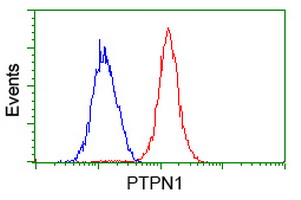 PTP1B Antibody - Flow cytometry of HeLa cells, using anti-PTPN1 antibody (Red), compared to a nonspecific negative control antibody (Blue).