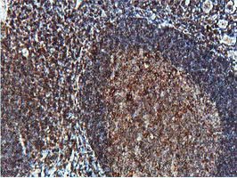 PTP1B Antibody - IHC of paraffin-embedded Human tonsil using anti-PTPN1 mouse monoclonal antibody. (Heat-induced epitope retrieval by 10mM citric buffer, pH6.0, 100C for 10min).