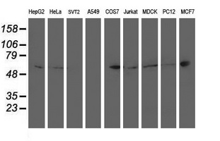PTP1B Antibody - Western blot of extracts (35 ug) from 9 different cell lines by using anti-PTPN1 monoclonal antibody.