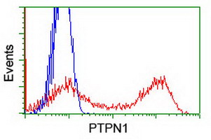 PTP1B Antibody - HEK293T cells transfected with either overexpress plasmid (Red) or empty vector control plasmid (Blue) were immunostained by anti-PTPN1 antibody, and then analyzed by flow cytometry.