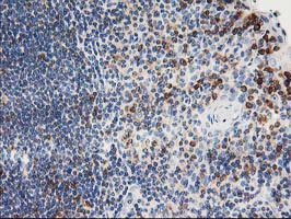 PTP1B Antibody - IHC of paraffin-embedded Human lymph node tissue using anti-PTPN1 mouse monoclonal antibody.