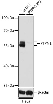 PTP1B Antibody - Western blot analysis of extracts from normal (control) and PTPN1 knockout (KO) HeLa cells, using PTPN1 antibodyat 1:1000 dilution. The secondary antibody used was an HRP Goat Anti-Rabbit IgG (H+L) at 1:10000 dilution. Lysates were loaded 25ug per lane and 3% nonfat dry milk in TBST was used for blocking. An ECL Kit was used for detection and the exposure time was 5s.