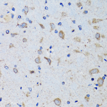 PTP1B Antibody - Immunohistochemistry of paraffin-embedded mouse brain using PTPN1 antibodyat dilution of 1:100 (40x lens