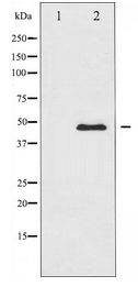 PTP1B Antibody - Western blot of PTP1B expression in UV treated COS7 whole cell lysates,The lane on the left is treated with the antigen-specific peptide.