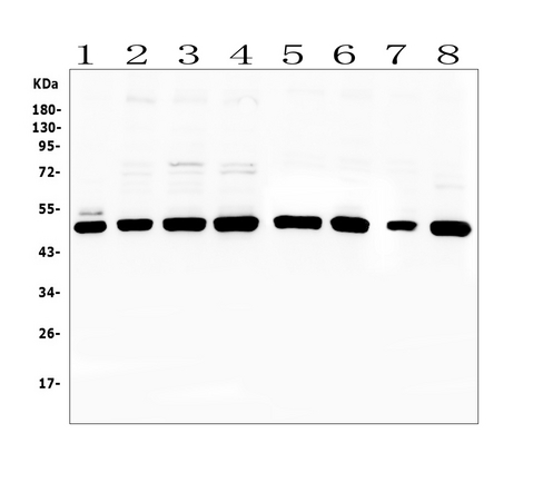 PTP1B Antibody - Western blot analysis of PTP1B using anti-PTP1B antibody. Electrophoresis was performed on a 5-20% SDS-PAGE gel at 70V (Stacking gel) / 90V (Resolving gel) for 2-3 hours. The sample well of each lane was loaded with 50ug of sample under reducing conditions. Lane 1: human placenta tissue lysates, Lane 2: human MCF-7 whole cell lysates, Lane 3: human Caco-2 whole cell lysates, Lane 4: human K562 whole cell lysates. Lane 5: human U2O whole cell lysates, Lane 6: human PC-3 whole cell lysates, Lane 7: human HL-60 whole cell lysates, Lane 8: human A549 whole cell lysates. After Electrophoresis, proteins were transferred to a Nitrocellulose membrane at 150mA for 50-90 minutes. Blocked the membrane with 5% Non-fat Milk/ TBS for 1.5 hour at RT. The membrane was incubated with rabbit anti-PTP1B antigen affinity purified polyclonal antibody at 0.5 µg/mL overnight at 4°C, then washed with TBS-0.1% Tween 3 times with 5 minutes each and probed with a goat anti-rabbit IgG-HRP secondary antibody at a dilution of 1:10000 for 1.5 hour at RT. The signal is developed using an Enhanced Chemiluminescent detection (ECL) kit with Tanon 5200 system. A specific band was detected for PTP1B at approximately 50KD. The expected band size for PTP1B is at 50KD.