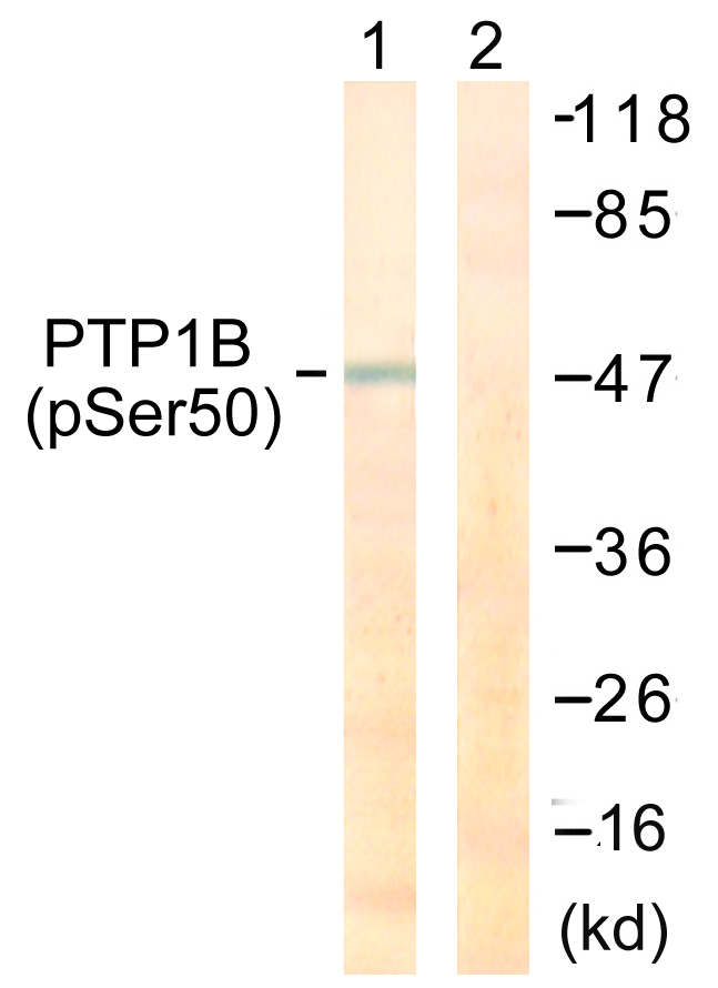 PTP1B Antibody - Western blot analysis of lysates from COS7 cells treated with UV 30', using PTP1B (Phospho-Ser50) Antibody. The lane on the right is blocked with the phospho peptide.