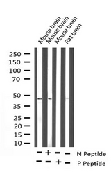 PTP1B Antibody - Western blot analysis of STAT3 expression in mouse liver tissue lysate 
