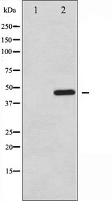 PTP1B Antibody - Western blot analysis of PTP1B phosphorylation expression in UV treated COS7 whole cells lysates. The lane on the left is treated with the antigen-specific peptide.