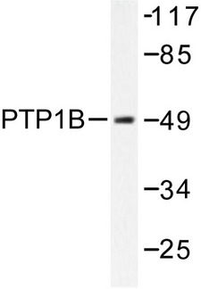 PTP1B Antibody - Western blot of PTP1B (Y46) pAb in extracts from COS7 cells treated with UV 30'.