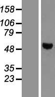 PTP1B Protein - Western validation with an anti-DDK antibody * L: Control HEK293 lysate R: Over-expression lysate