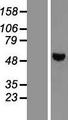 PTP1B Protein - Western validation with an anti-DDK antibody * L: Control HEK293 lysate R: Over-expression lysate