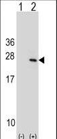 PTP4A1 / PRL-1 Antibody - Western blot of PTP4A1 (arrow) using rabbit polyclonal PTP4A1 Antibody. 293 cell lysates (2 ug/lane) either nontransfected (Lane 1) or transiently transfected (Lane 2) with the PTP4A1 gene.