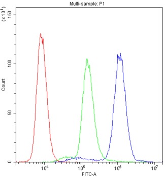 PTP4A2 / PRL-2 Antibody - Flow Cytometry analysis of A431 cells using anti-PTP4A2 antibody. Overlay histogram showing A431 cells stained with anti-PTP4A2 antibody (Blue line). The cells were blocked with 10% normal goat serum. And then incubated with rabbit anti-PTP4A2 Antibody (1µg/10E6 cells) for 30 min at 20°C. DyLight®488 conjugated goat anti-rabbit IgG (5-10µg/10E6 cells) was used as secondary antibody for 30 minutes at 20°C. Isotype control antibody (Green line) was rabbit IgG (1µg/10E6 cells) used under the same conditions. Unlabelled sample (Red line) was also used as a control.