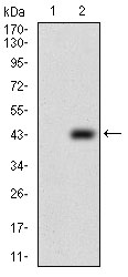 PTP4A2 / PRL-2 Antibody - Western blot using PTP4A2 monoclonal antibody against HEK293 (1) and PTP4A2 (AA: 58-162)-hIgGFc transfected HEK293 (2) cell lysate.