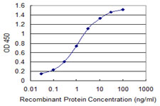 PTP4A2 / PRL-2 Antibody - Detection limit for recombinant GST tagged PTP4A2 is 0.03 ng/ml as a capture antibody.