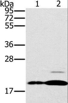 PTP4A2 / PRL-2 Antibody - Western blot analysis of Mouse brain and heart tissue, using PTP4A2 Polyclonal Antibody at dilution of 1:200.