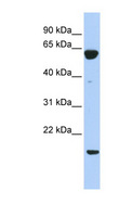 PTP4A3 Antibody - PTP4A3 antibody Western blot of 293T cell lysate. This image was taken for the unconjugated form of this product. Other forms have not been tested.