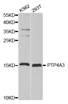 PTP4A3 Antibody - Western blot analysis of extracts of various cell lines.