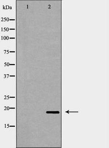 PTP4A3 Antibody - Western blot analysis of HepG2 whole cells lysates using PTP4A3 antibody. The lane on the left is treated with the antigen-specific peptide.