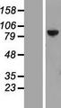 PTPDC1 Protein - Western validation with an anti-DDK antibody * L: Control HEK293 lysate R: Over-expression lysate