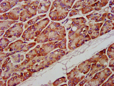 PTPMT1 Antibody - IHC image of PTPMT1 Antibody diluted at 1:1200 and staining in paraffin-embedded human pancreatic tissue performed on a Leica BondTM system. After dewaxing and hydration, antigen retrieval was mediated by high pressure in a citrate buffer (pH 6.0). Section was blocked with 10% normal goat serum 30min at RT. Then primary antibody (1% BSA) was incubated at 4°C overnight. The primary is detected by a biotinylated secondary antibody and visualized using an HRP conjugated SP system.
