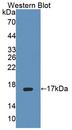 PTPMT1 Antibody - Western Blot; Sample: Recombinant protein.