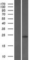 PTPMT1 Protein - Western validation with an anti-DDK antibody * L: Control HEK293 lysate R: Over-expression lysate