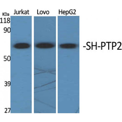 PTPN11 / SHP-2 / NS1 Antibody - Western blot of SH-PTP2 antibody