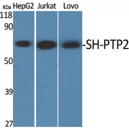 PTPN11 / SHP-2 / NS1 Antibody - Western blot of SH-PTP2 antibody