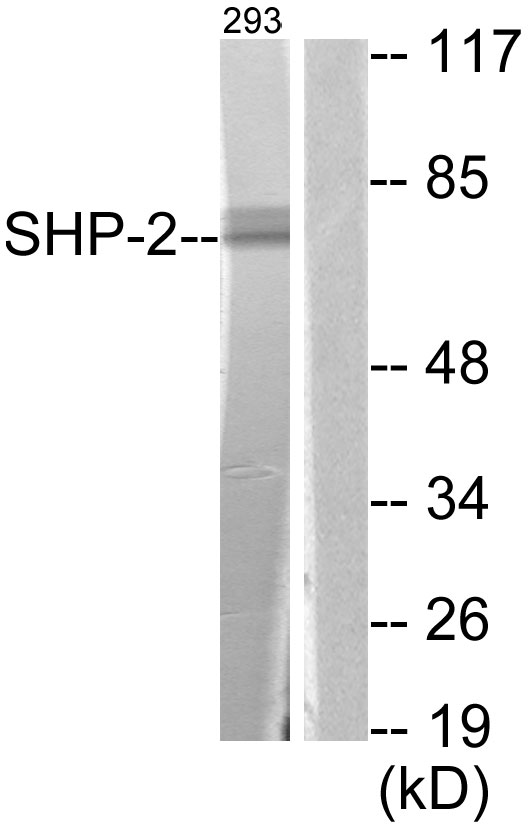 PTPN11 / SHP-2 / NS1 Antibody - Western blot analysis of lysates from 293 cells, using SHP-2 Antibody. The lane on the right is blocked with the synthesized peptide.