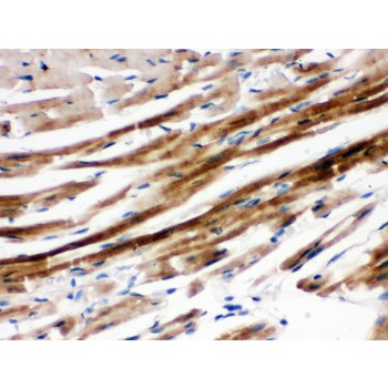 PTPN11 / SHP-2 / NS1 Antibody - SHP2 antibody IHC-paraffin. IHC(P): Mouse Cardiac Muscle Tissue.