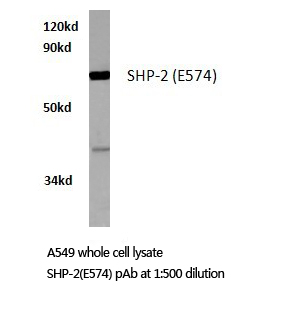 PTPN11 / SHP-2 / NS1 Antibody - Western blot of SH-PTP2 (E574) pAb in extracts from A549 cells.