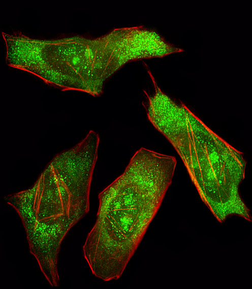 PTPN11 / SHP-2 / NS1 Antibody - Fluorescent image of HeLa cell stained with SHP2 Antibody. HeLa cells were fixed with 4% PFA (20 min), permeabilized with Triton X-100 (0.1%, 10 min), then incubated with SHP2 primary antibody (1:25, 1 h at 37°C). For secondary antibody, Alexa Fluor 488 conjugated donkey anti-rabbit antibody (green) was used (1:400, 50 min at 37°C). Cytoplasmic actin was counterstained with Alexa Fluor 555 (red) conjugated Phalloidin (7units/ml, 1 h at 37°C). SHP2 immunoreactivity is localized to Nucleolus and Cytoplasm significantly and Nucleus weakly.