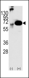 PTPN11 / SHP-2 / NS1 Antibody - Western blot of PTPN11 (arrow) using rabbit polyclonal SHP2 Antibody (RB07283). 293 cell lysates (2 ug/lane) either nontransfected (Lane 1) or transiently transfected with the PTPN11 gene (Lane 2) (Origene Technologies).