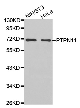 PTPN11 / SHP-2 / NS1 Antibody - Western blot analysis of extracts of various cell lines.