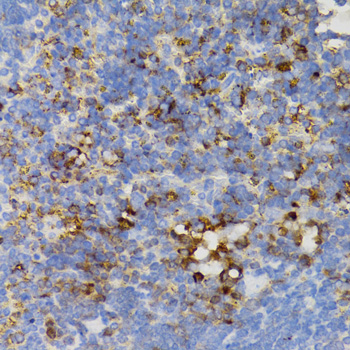 PTPN11 / SHP-2 / NS1 Antibody - Immunohistochemistry of paraffin-embedded mouse spleen tissue.