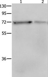 PTPN11 / SHP-2 / NS1 Antibody - Western blot analysis of NIH/3T3 and HeLa cell, using PTPN11 Polyclonal Antibody at dilution of 1:400.
