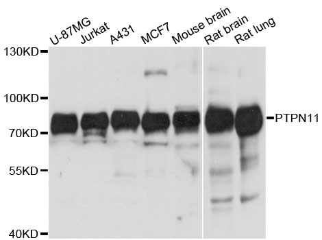 PTPN11 / SHP-2 / NS1 Antibody - Western blot analysis of extracts of various cell lines, using PTPN11 antibody at 1:1000 dilution. The secondary antibody used was an HRP Goat Anti-Rabbit IgG (H+L) at 1:10000 dilution. Lysates were loaded 25ug per lane and 3% nonfat dry milk in TBST was used for blocking. An ECL Kit was used for detection and the exposure time was 3s.