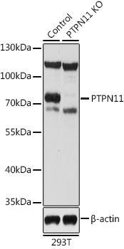 PTPN11 / SHP-2 / NS1 Antibody - Western blot analysis of extracts from normal (control) and PTPN11 knockout (KO) 293T cells, using PTPN11 antibody at 1:1000 dilution. The secondary antibody used was an HRP Goat Anti-Rabbit IgG (H+L) at 1:10000 dilution. Lysates were loaded 25ug per lane and 3% nonfat dry milk in TBST was used for blocking. An ECL Kit was used for detection and the exposure time was 30s.