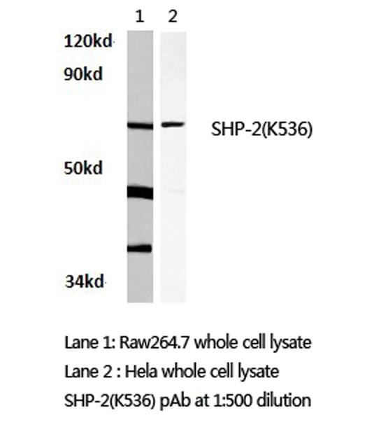PTPN11 / SHP-2 / NS1 Antibody - Western blot of SHP-2 (K536) pAb in extracts from HeLa and raw264.7 cells.