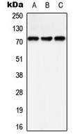 PTPN11 / SHP-2 / NS1 Antibody - Western blot analysis of SHPTP2 (pY542) expression in A549 (A); HeLa (B); Raw264.7 (C) whole cell lysates.