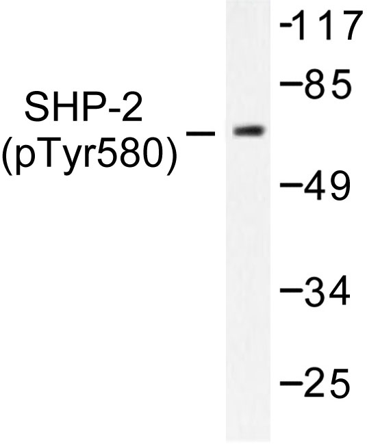PTPN11 / SHP-2 / NS1 Antibody - Western blot of p-SH-PTP2 (Y580) pAb in HepG2 cells.