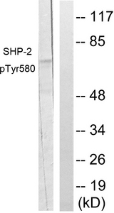 PTPN11 / SHP-2 / NS1 Antibody - Western blot analysis of lysates from A431 cells, using SHP-2 (Phospho-Tyr580) Antibody. The lane on the right is blocked with the phospho peptide.